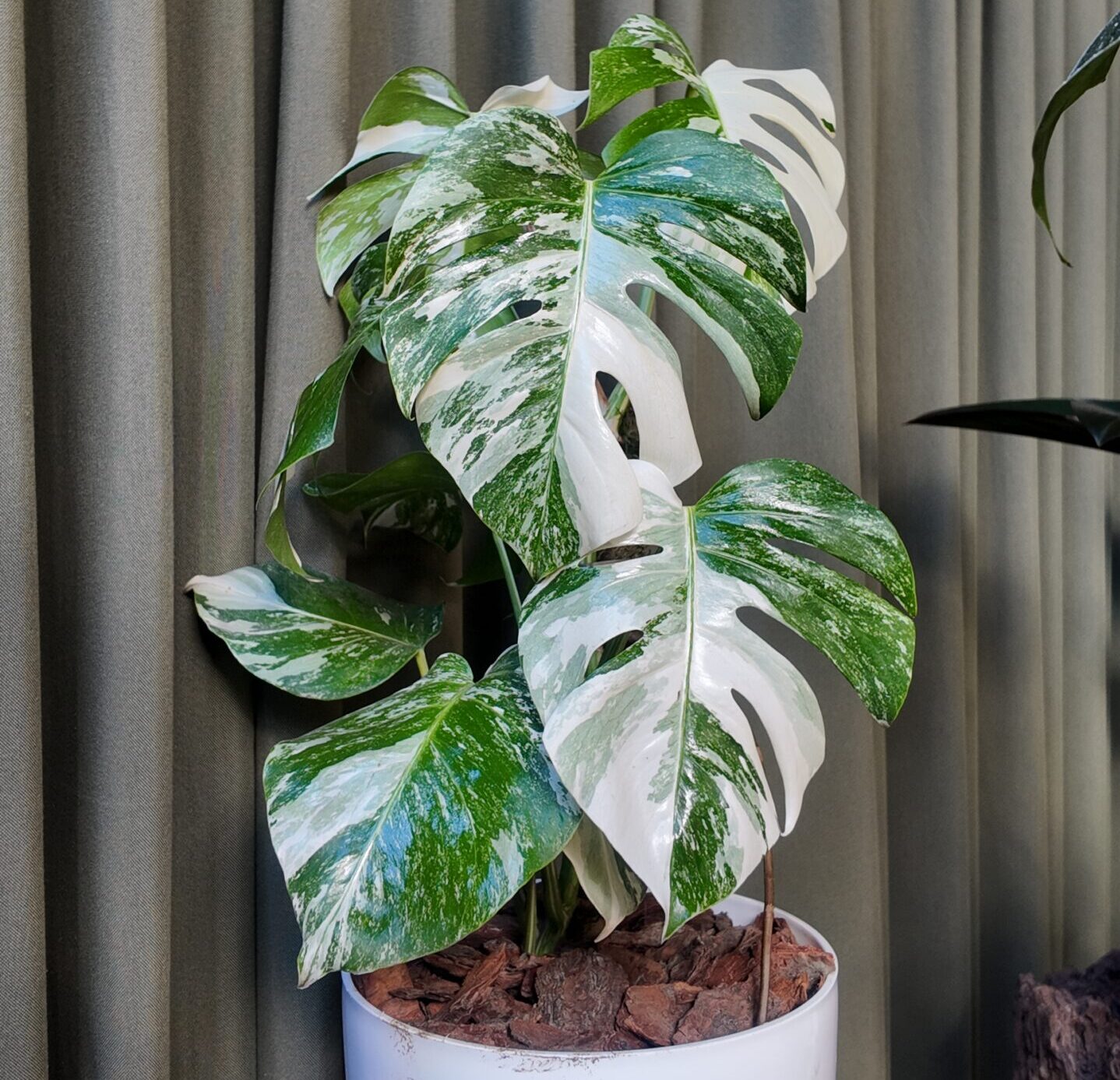 Monstera Deliciosa Albo Variegada