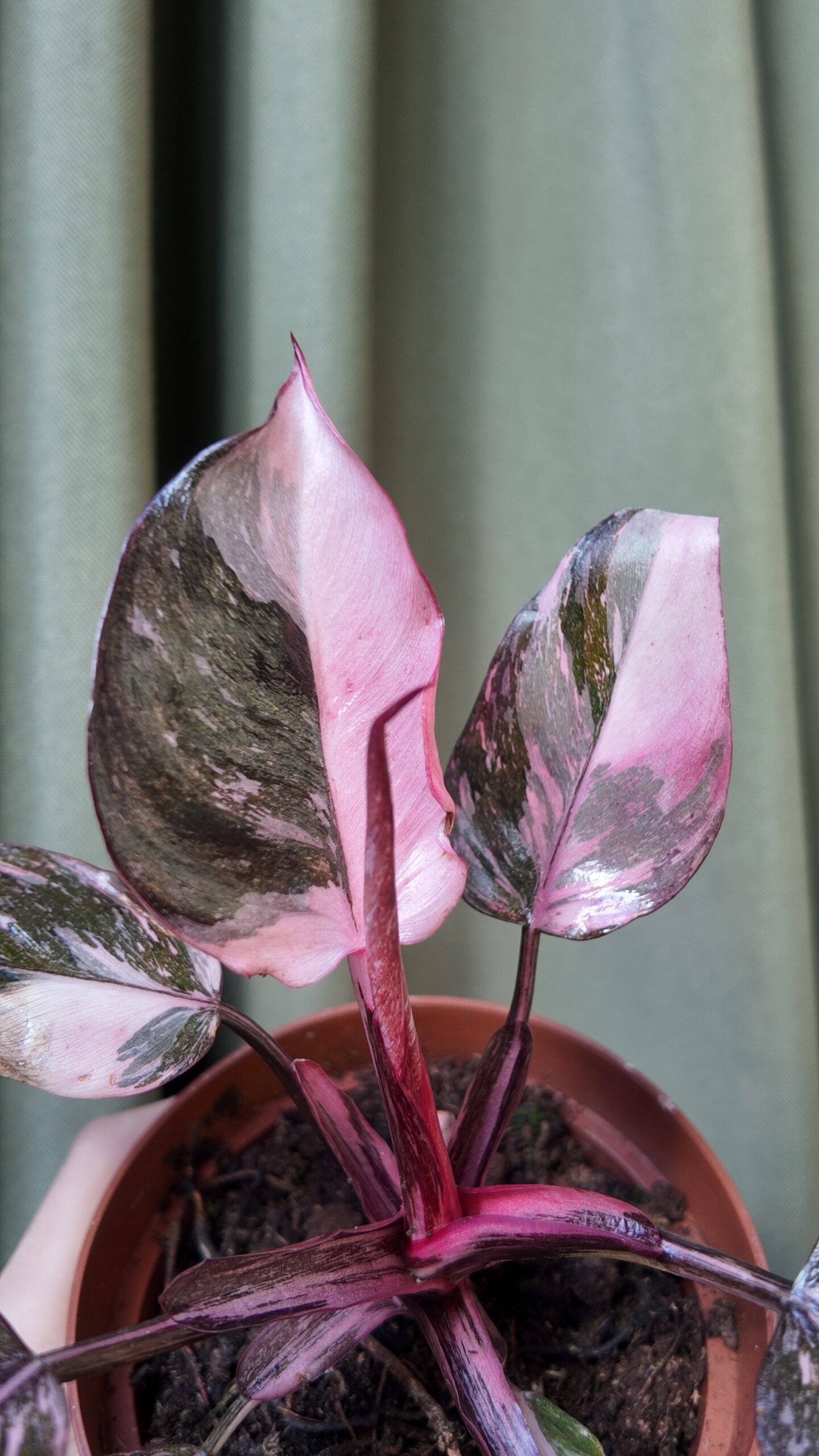 Philodendron Pink Princess Galaxy - Imagen 2