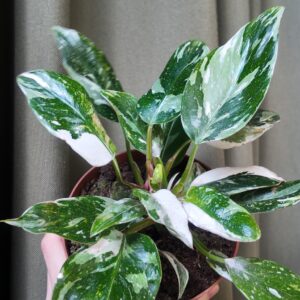 Philodendron White Princess galaxy