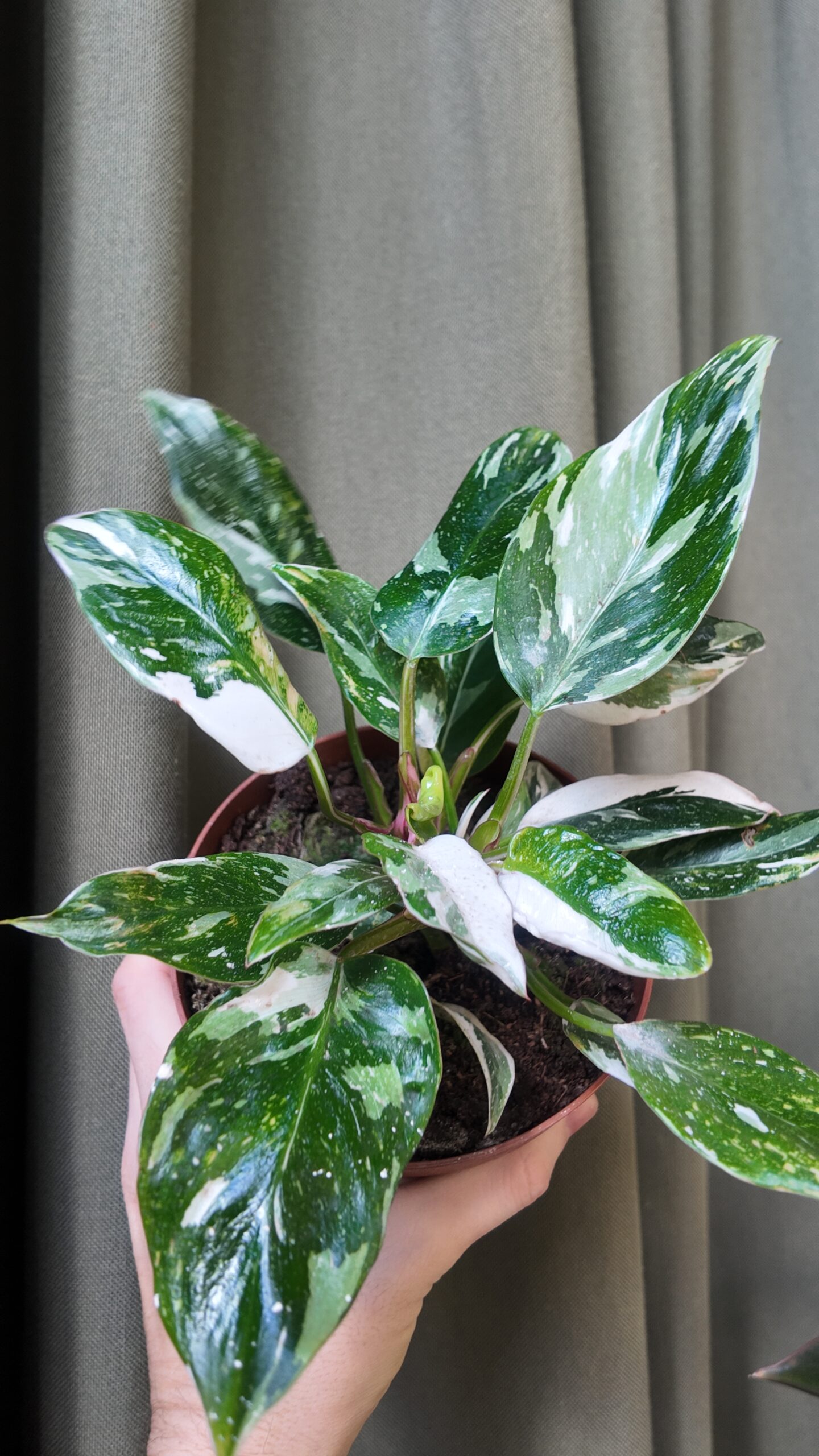 Philodendron White Princess galaxy
