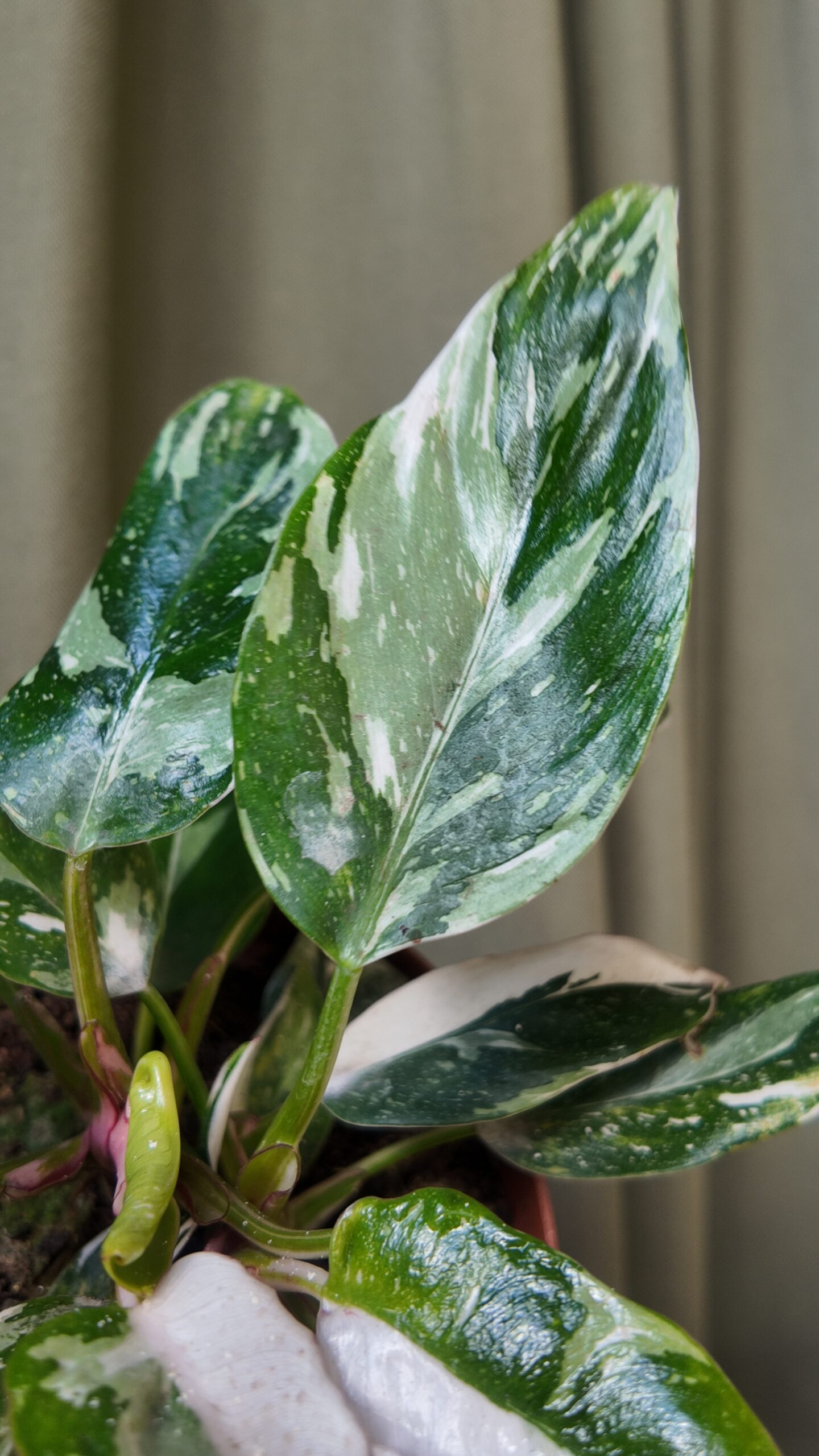 Philodendron White Princess galaxy - Imagen 2