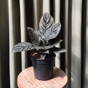 Calathea sanderiana