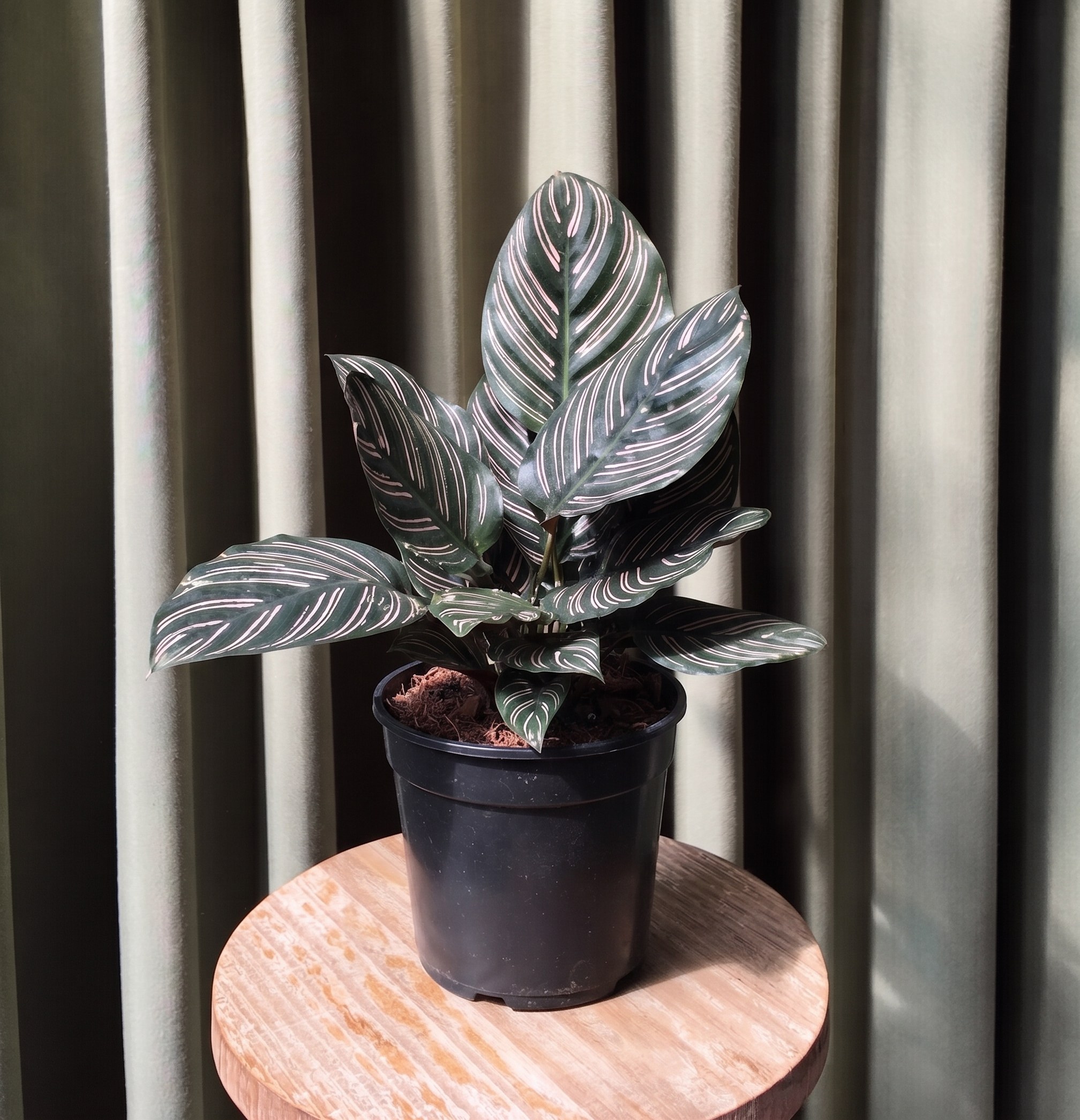 Calathea sanderiana