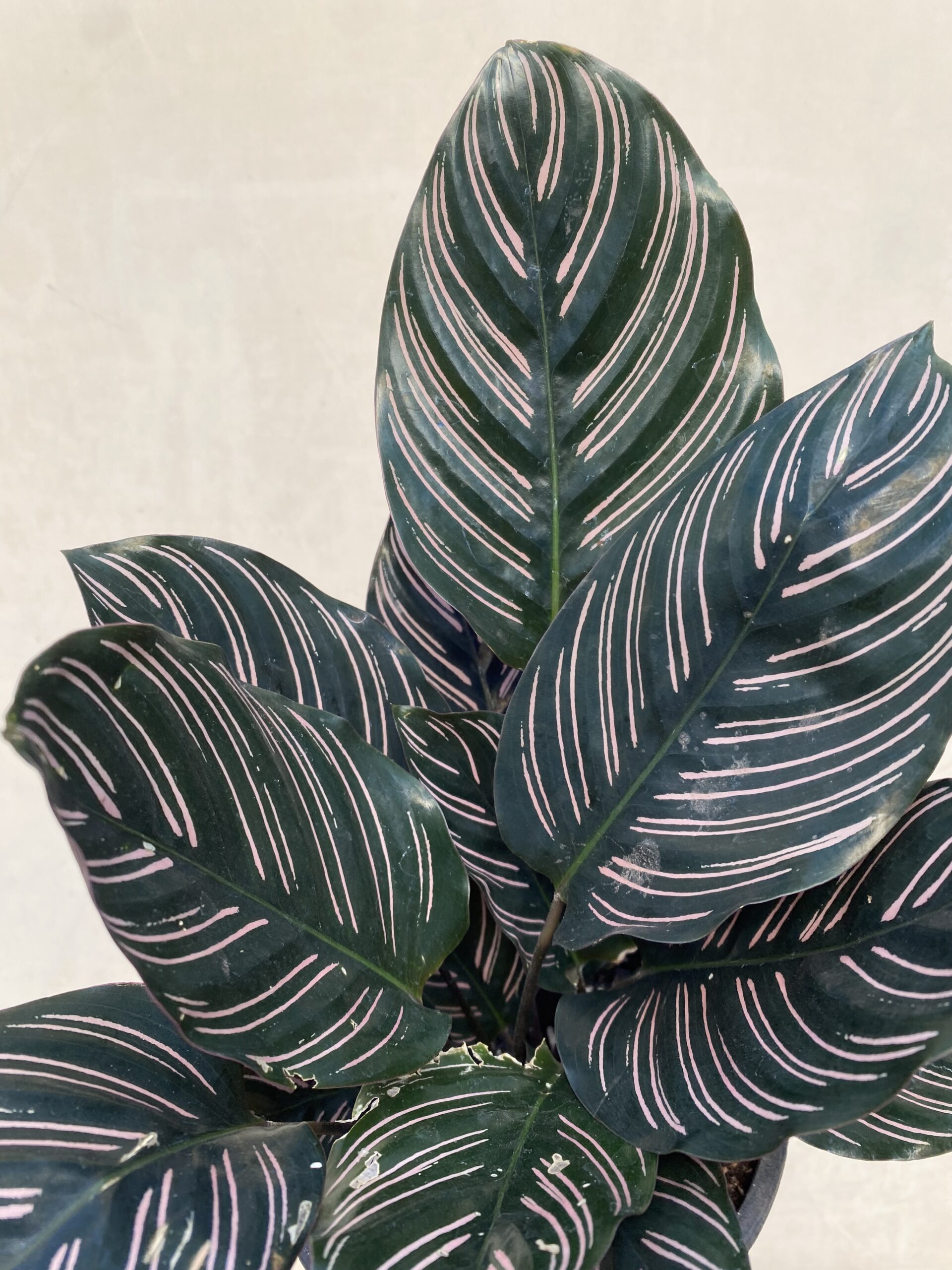 Calathea sanderiana - Imagen 2
