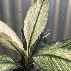 Spathiphyllum 'Sensation' Variegata