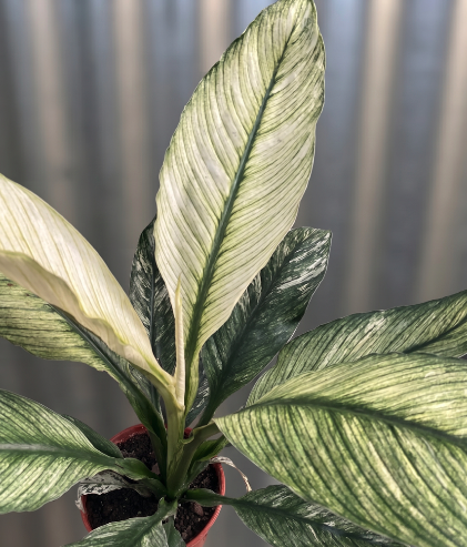 Spathiphyllum 'Sensation' Variegata