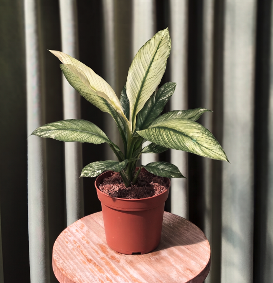 Spathiphyllum 'Sensation' Variegata - Imagen 2