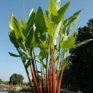 Thalia Red Stem