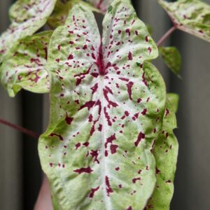 Caladium