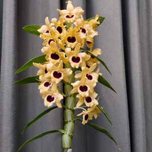 Dendrobium nobile