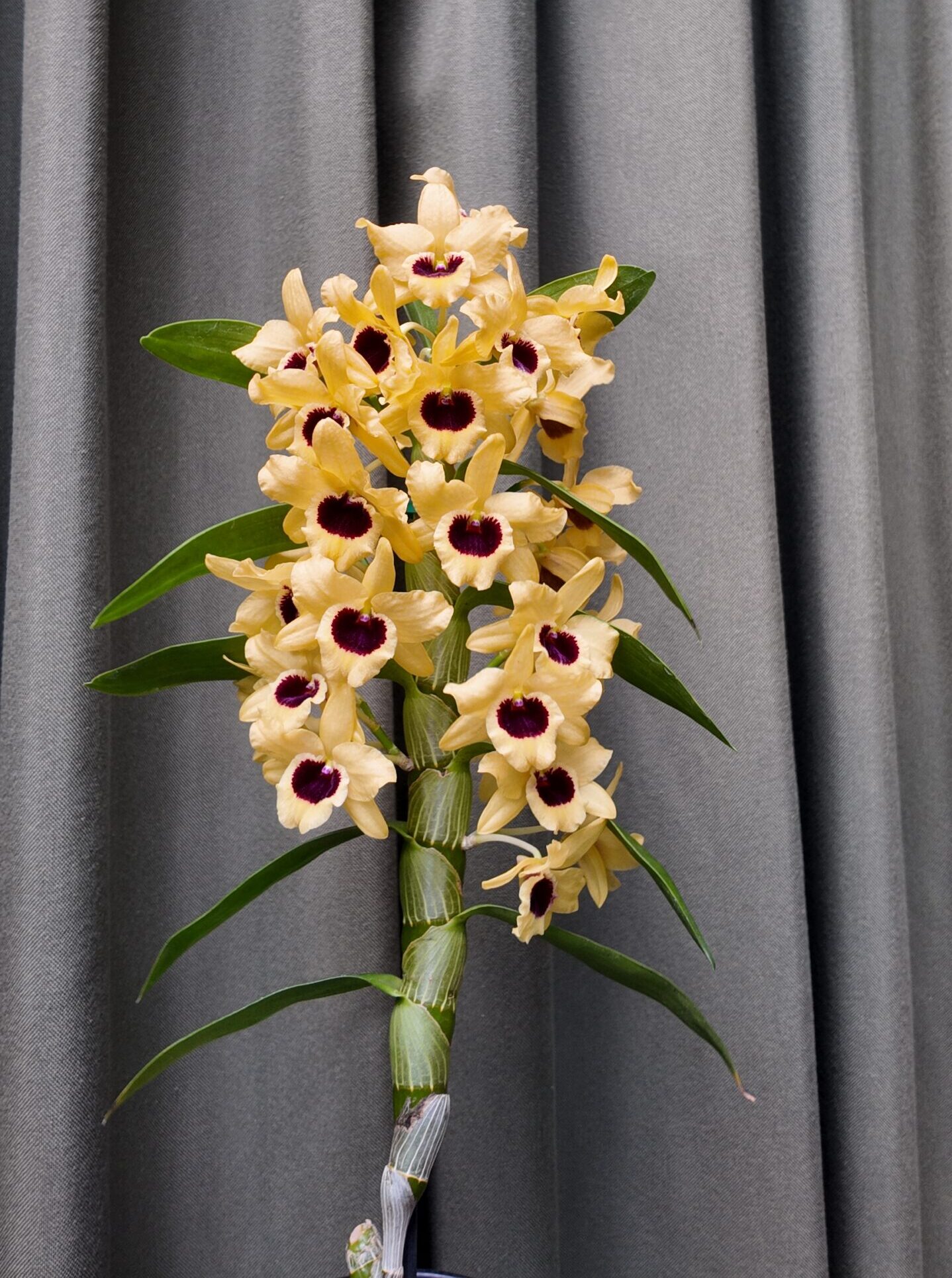 Dendrobium nobile