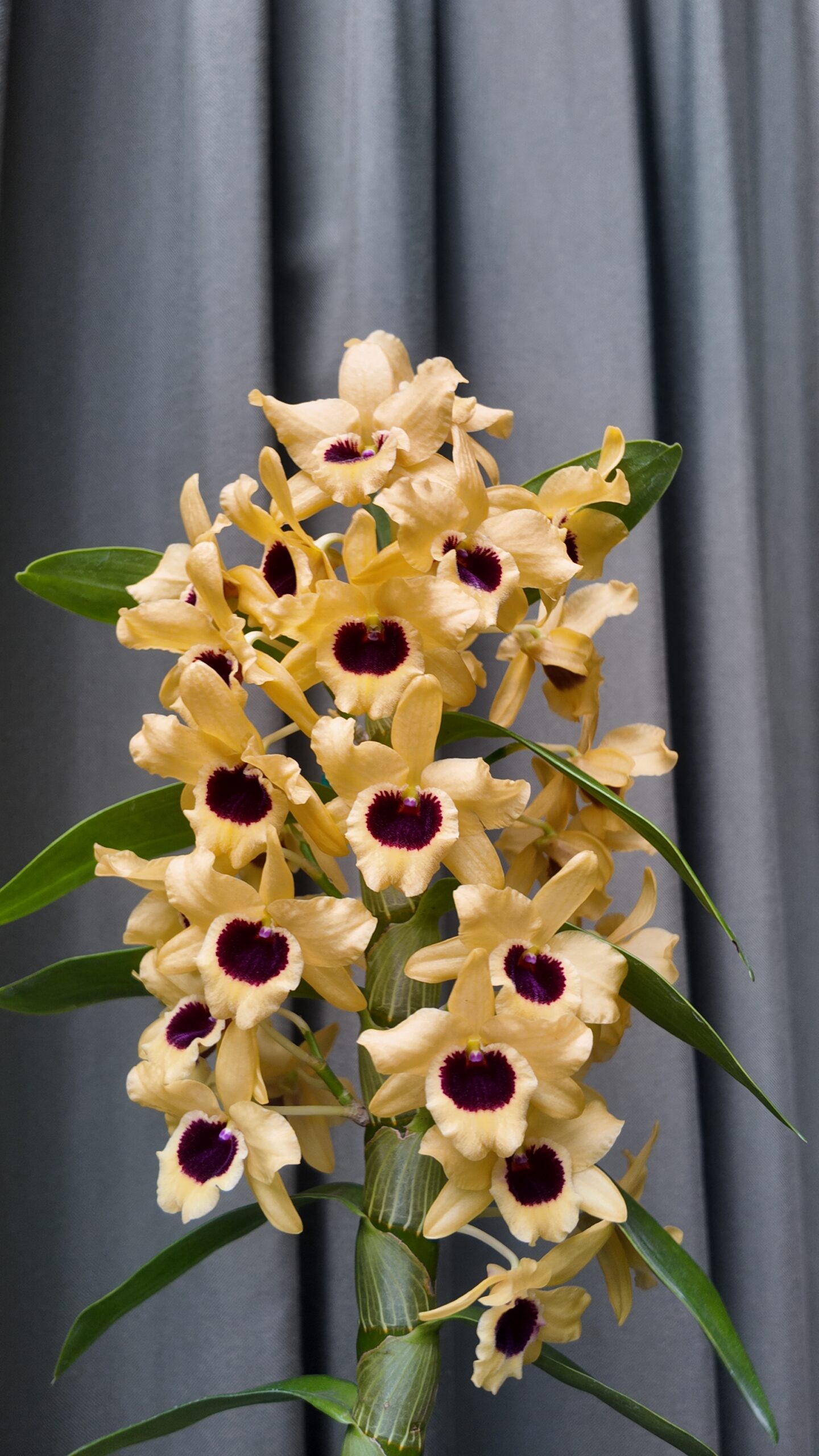 Dendrobium nobile - Imagen 2