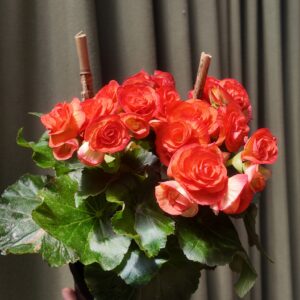 Begonia × tuberhybrida roja