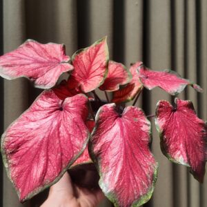 Caladium rojo