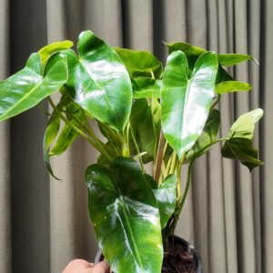 Philodendron Burle Marx