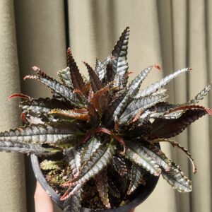 Pilea hitchcockii 'Dark Mystery'