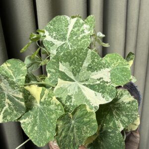 Capuchina / Taco de reina variegada