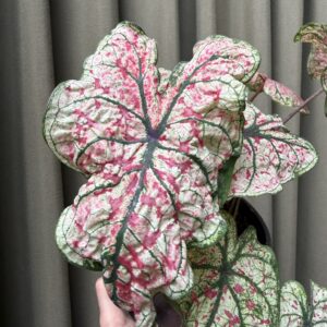 Caladium rosa