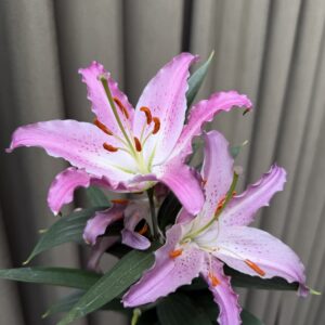 Lilium