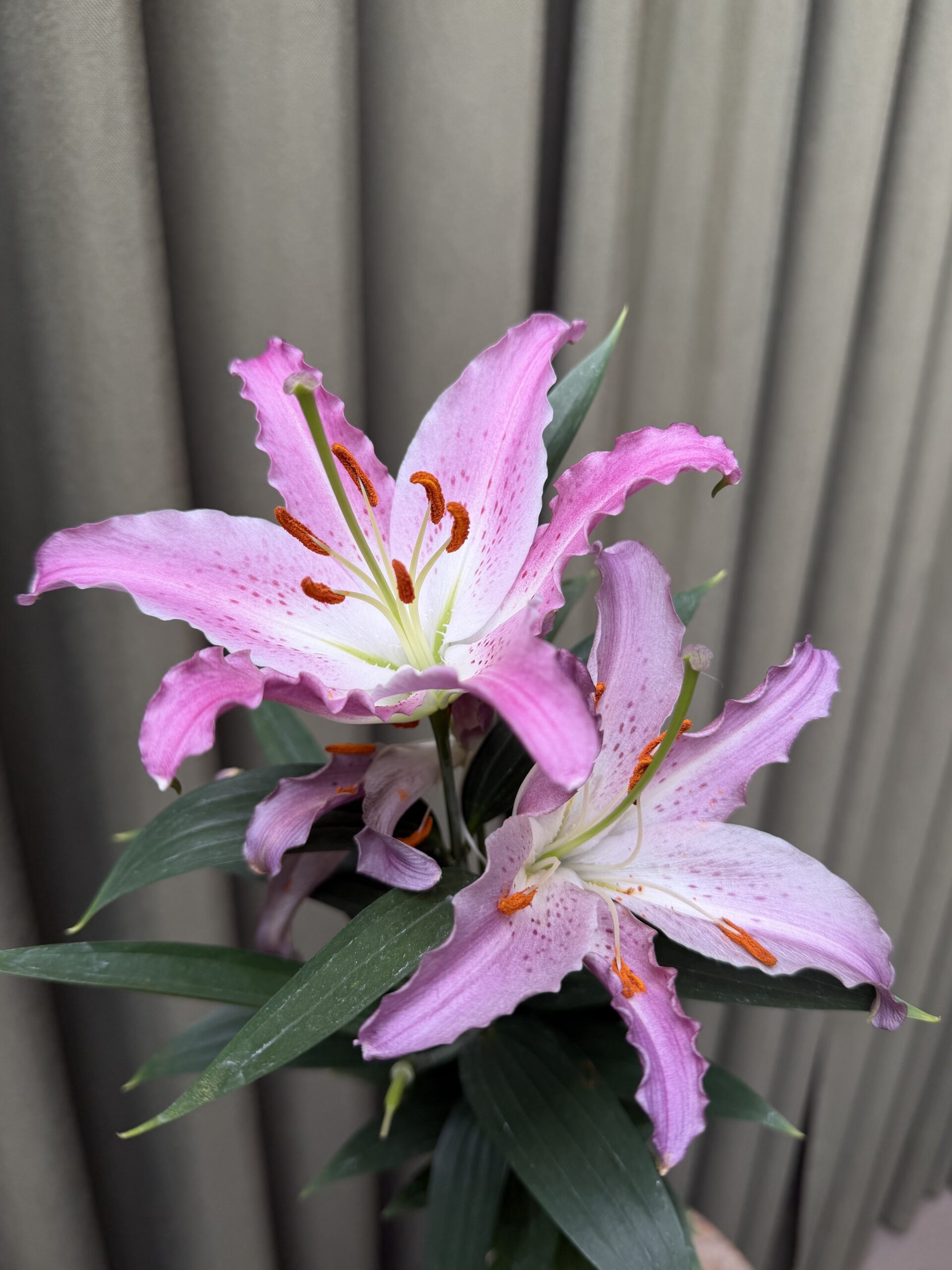 Lilium