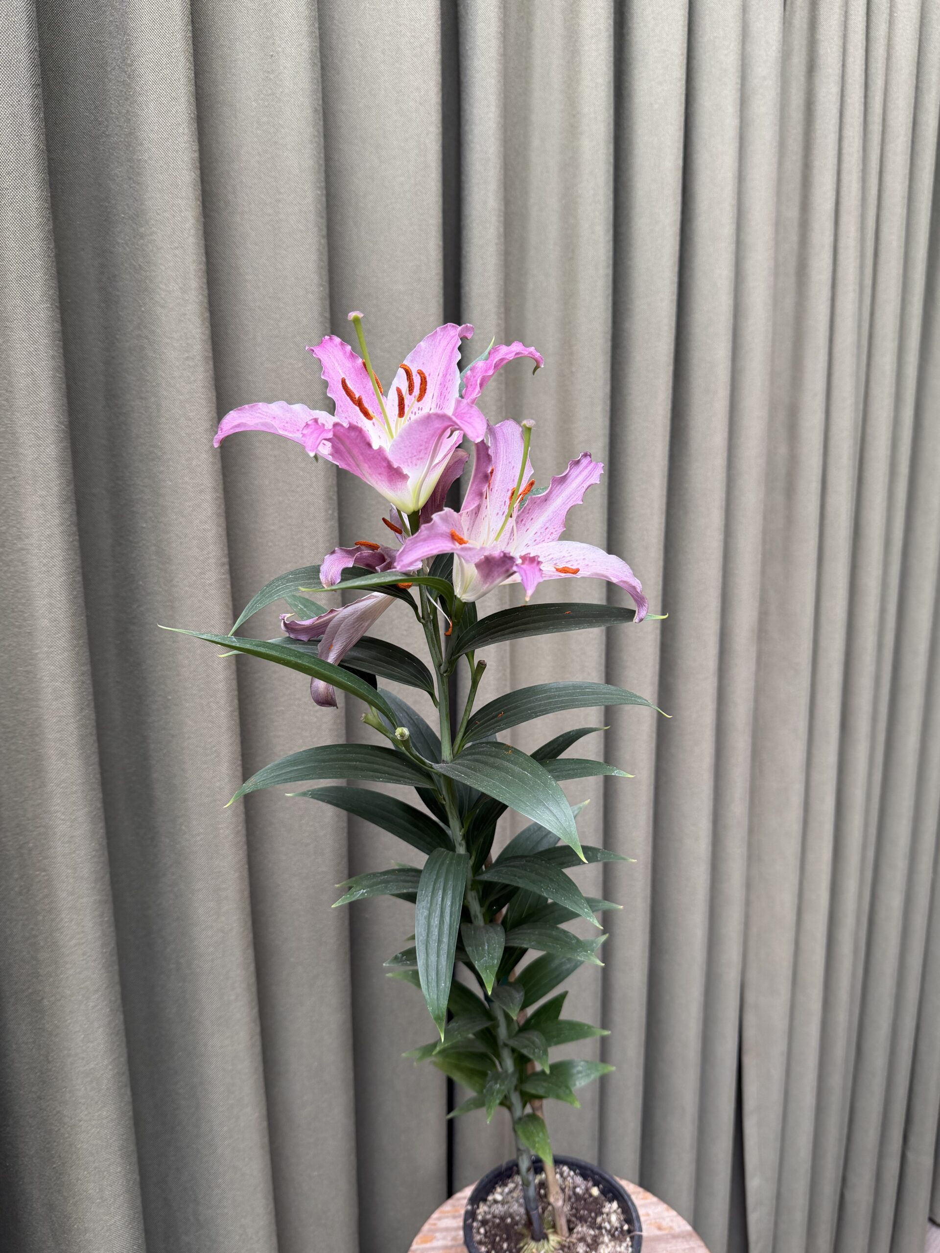 Lilium - Imagen 2