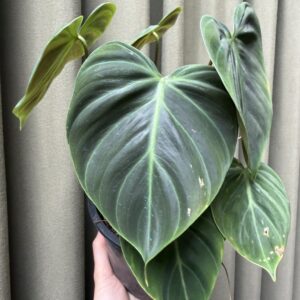 Philodendron el choco red