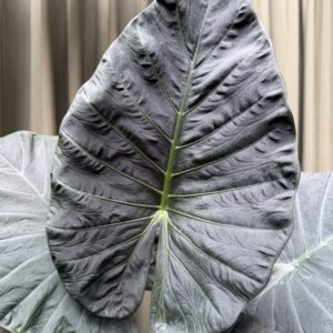 Alocasia Regale Shield