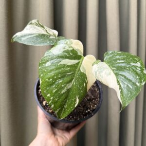 Monstera Thai Constellation Chica