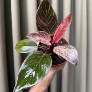 Philodendron Birkin Pink