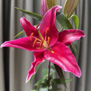Lilium perfumado
